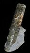 Free-Standing Fossil Baculite - Pierre Shale #22795-2